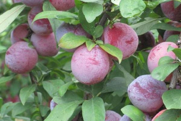 Plum Candy