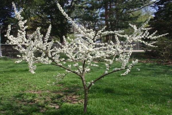 youth blooms