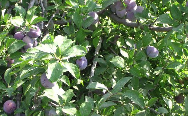 Plum tree