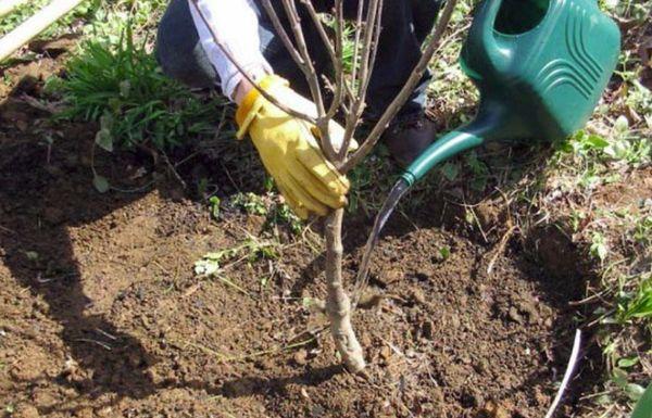 Watering the tree