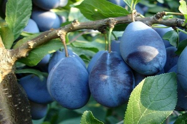 δαμάσκηνο Στάνλεϋ