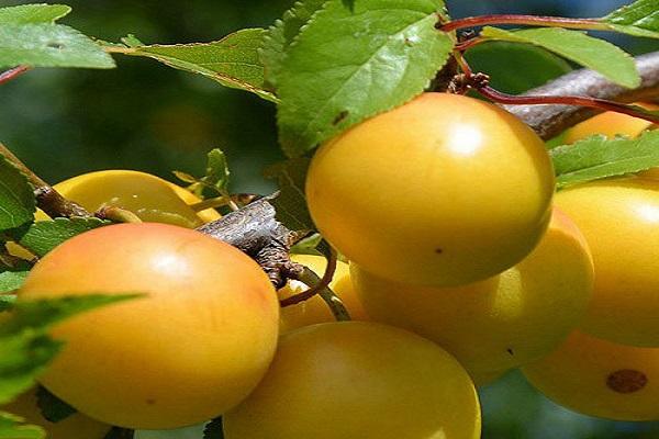 fruita autofertil