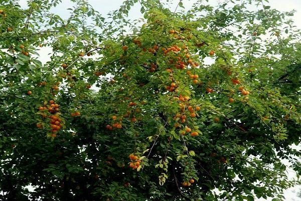 arbre madur