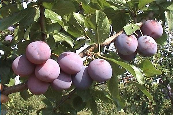 growing fruit