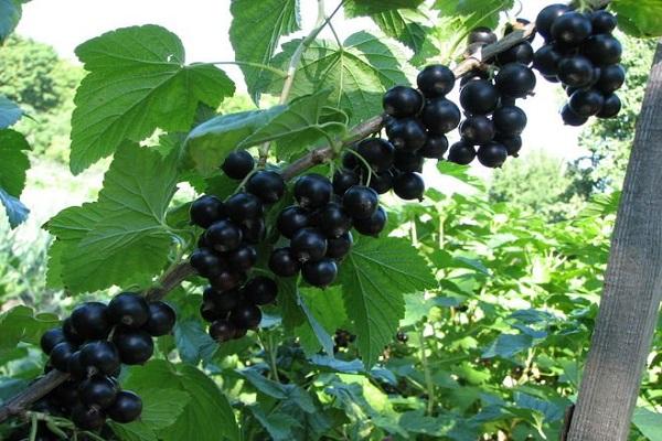 large fruits