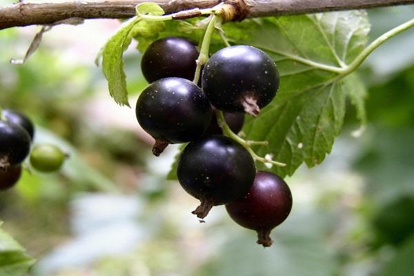 globular fruit