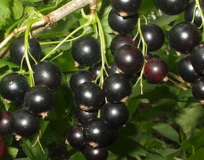 groselha madura