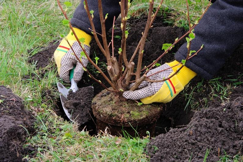plantando groselhas
