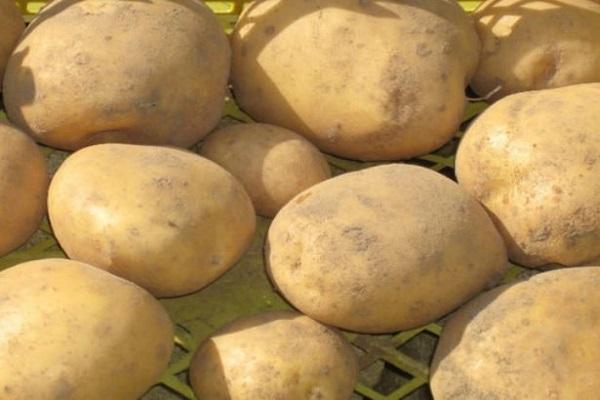 domestic fruit