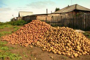 Descriptions et caractéristiques des meilleures variétés de pommes de terre et classement de 2020
