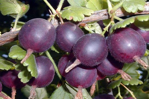 variedades moradas