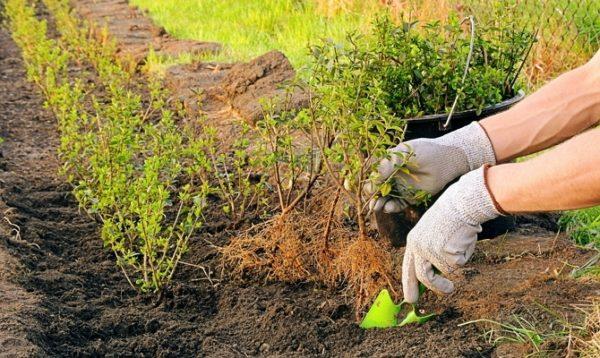 plantando groselhas