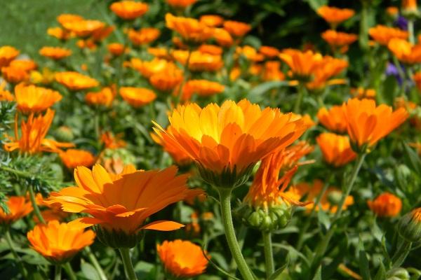 riecht nach Ringelblumen