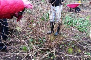 Wie man Stachelbeeren für eine gute Ernte anbaut und pflegt