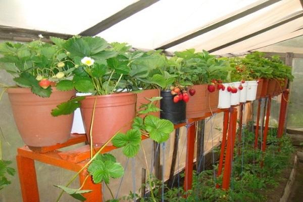 Erdbeeren anbauen