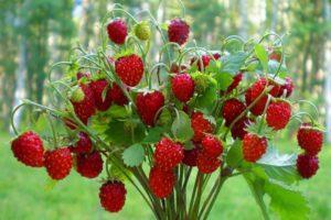 Description of strawberries variety Baron Solemacher, growing from seeds, planting and care