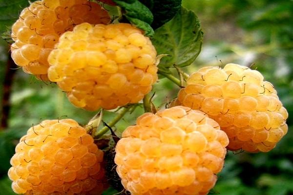 fruktbär