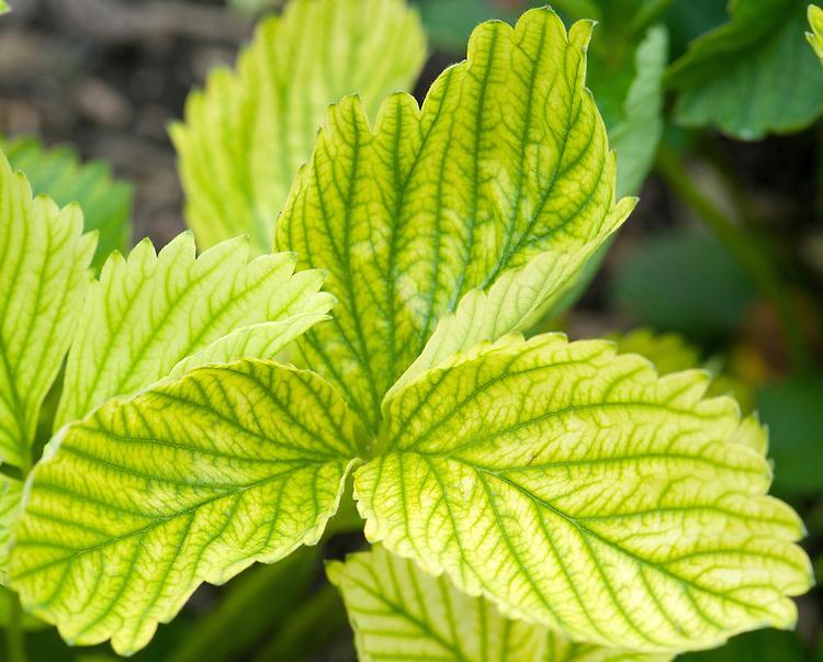 folhas amarelas de morango