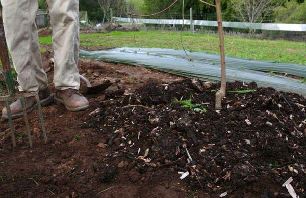 fertilitzant una plàntula