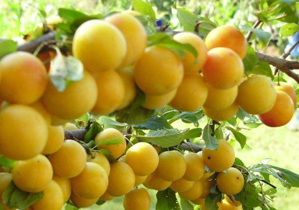 Prunera de cirera madura