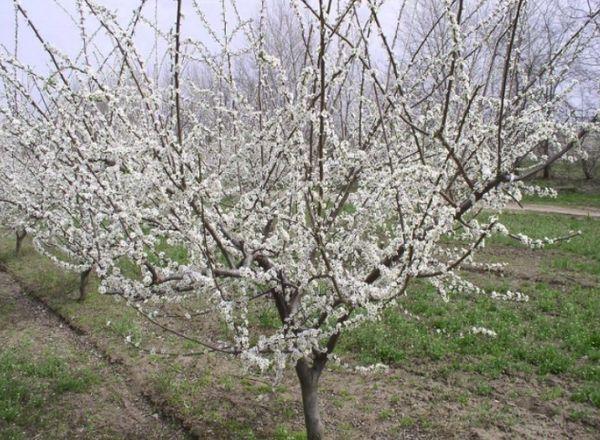 Prunera de cirerer