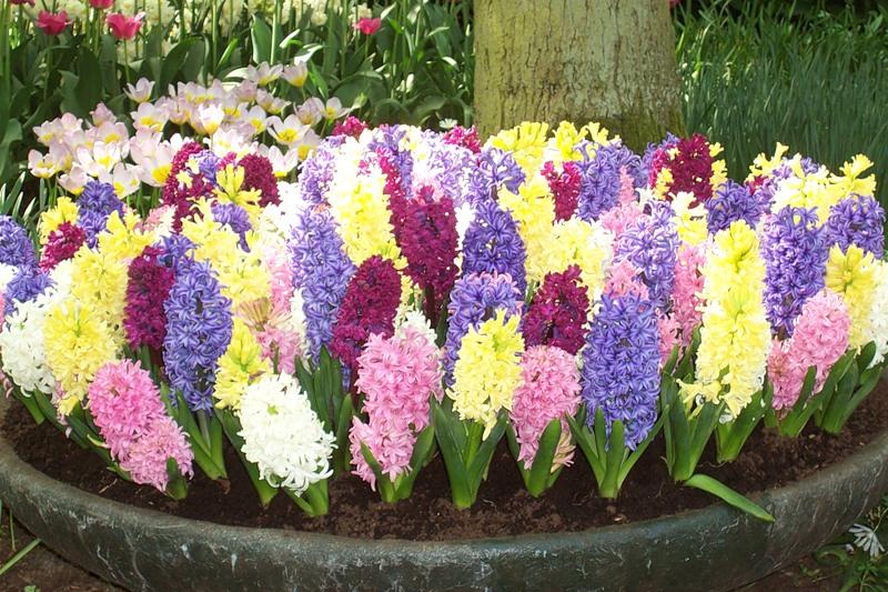 blommor i en blomsterbädd