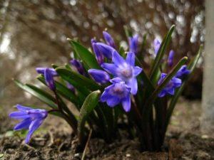 Beschreibung von 20 Sorten und Arten von Chionodox, Pflanzung und Pflege auf freiem Feld