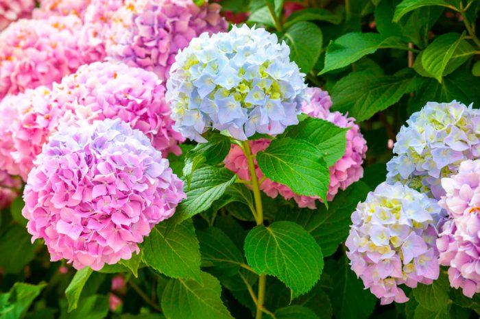 rất nhiều hoa cẩm tú cầu