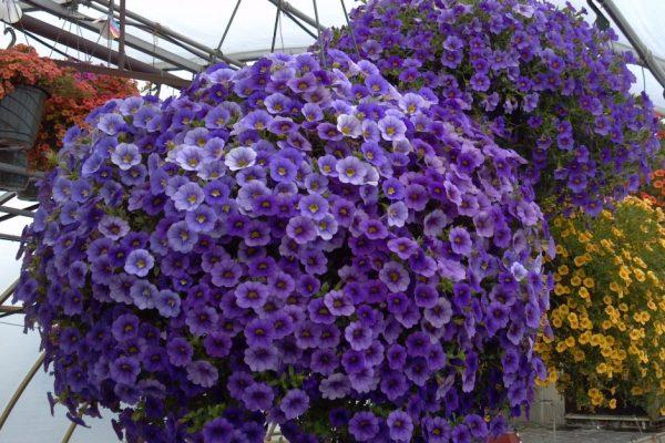 gorgeous petunias