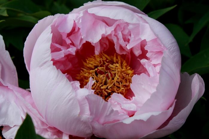 rose pivoine