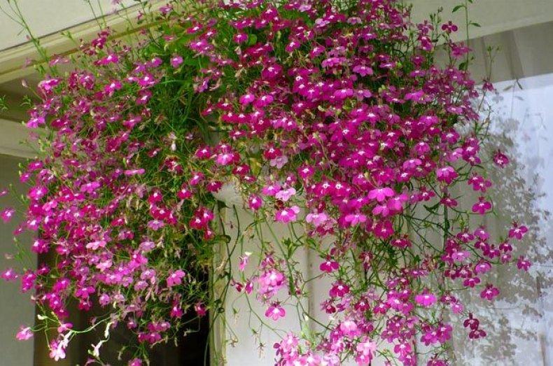 الزهور على الشرفة
