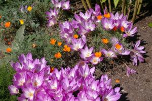 Pflanzen und Pflegen von Herbstkrokus (Colchicum) auf freiem Feld