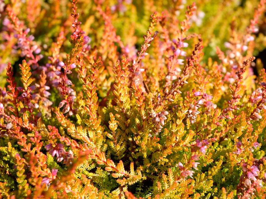 Hier ist im Blumenbeet