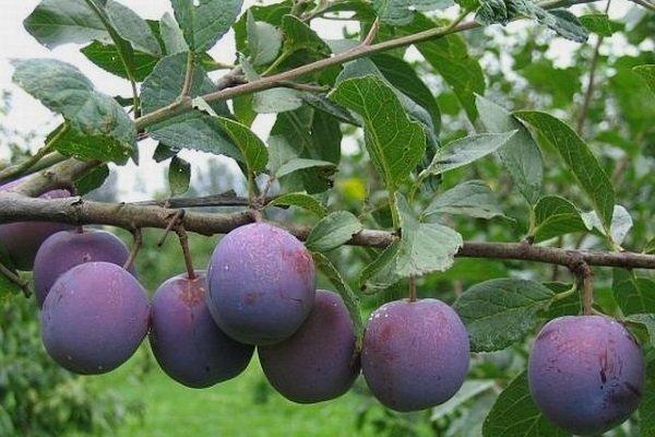 eurasie prune