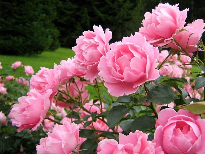 belles pivoines