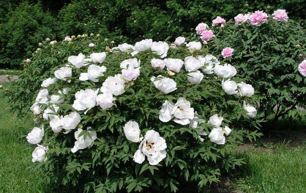 pivoines blanches