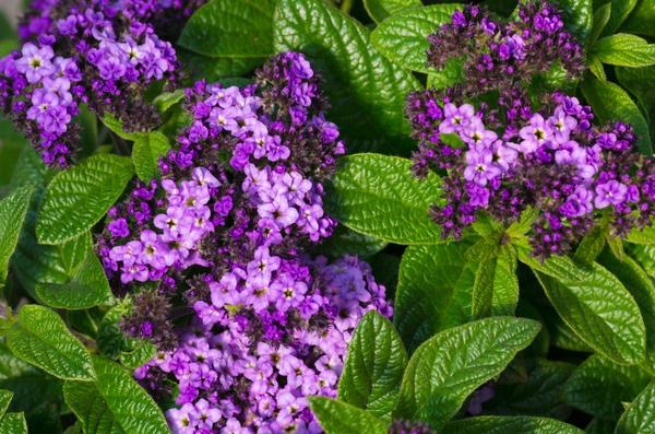 variété d'héliotrope