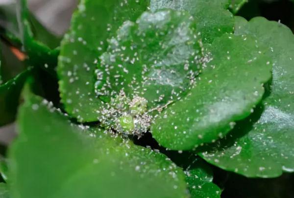 Schädlinge von Begonienblüten