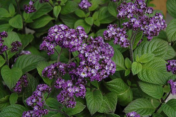 les fleurs viendront