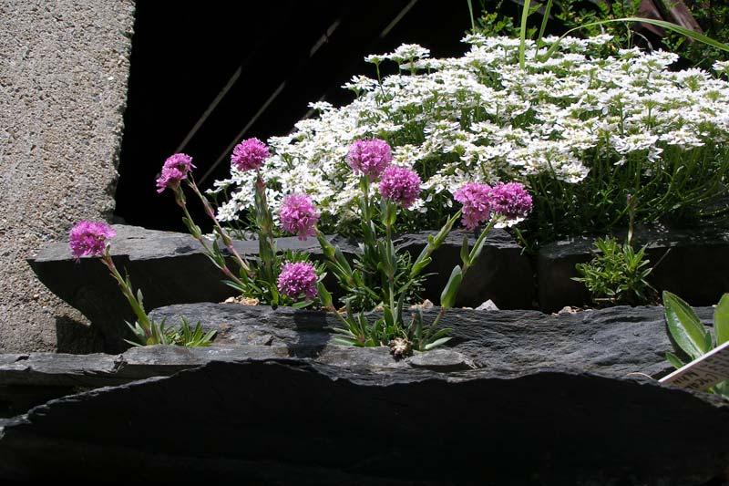 taşlarda lychnis