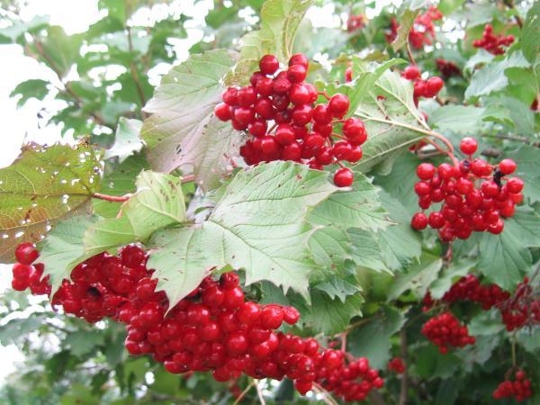 bagas de viburnum