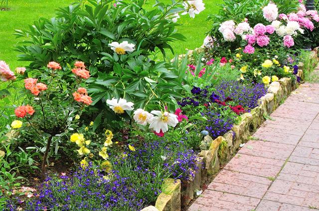 parterre de pivoines