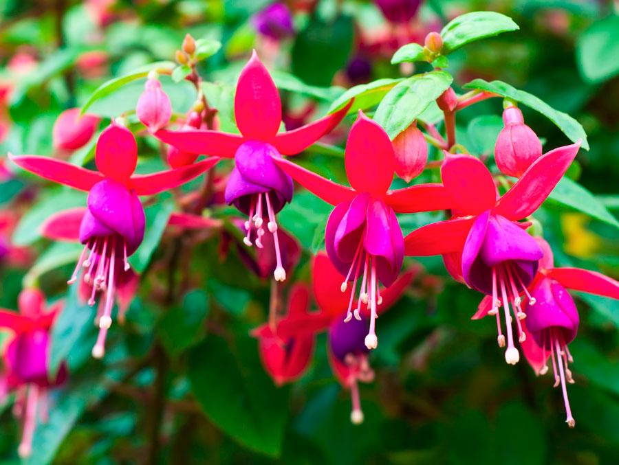 Innenfuchsie