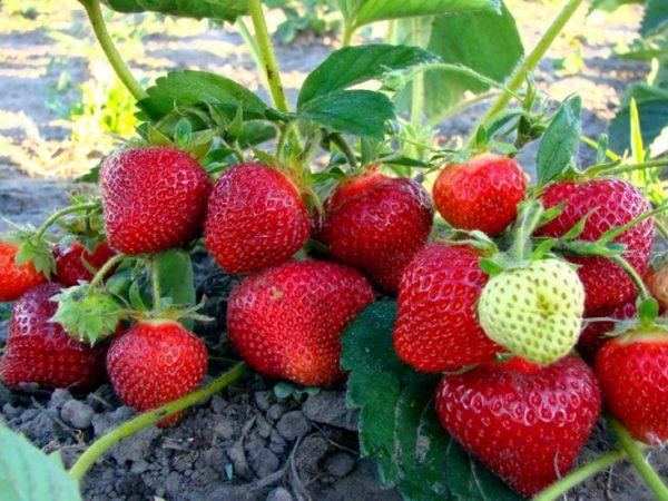 strawberry bush