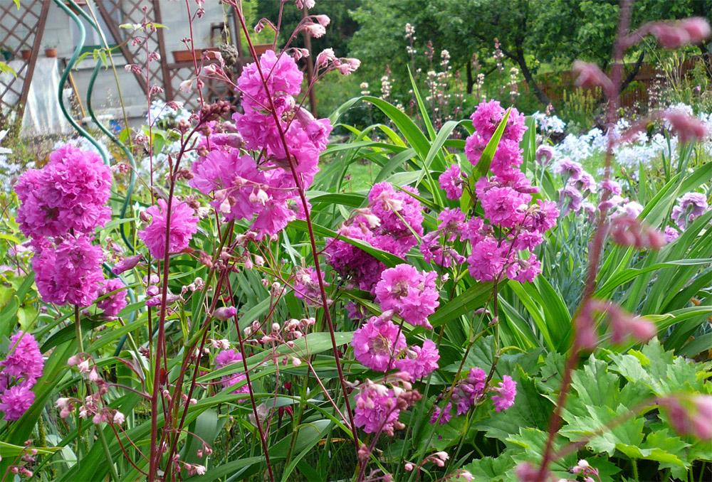 çok yıllık lychnis