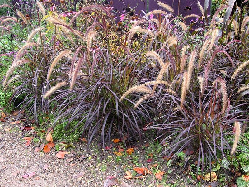 pennisetum trong vườn