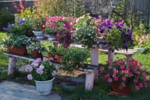 10 varieties of petunia opera with description and characteristics, planting and care
