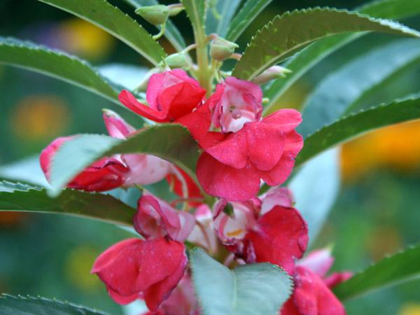 blomma blommade