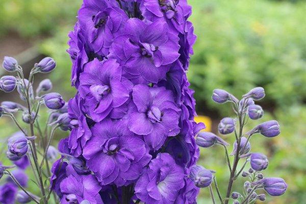 flowers for flower beds