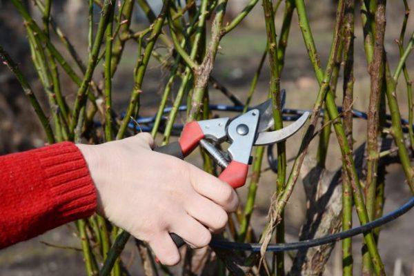 pruning rose bushes